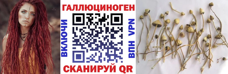 Галлюциногенные грибы Psilocybe  Купить закладки  Кыштым 